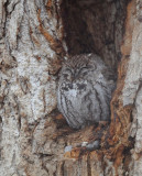 Western Screech Owl  0109-4j  Arboretum