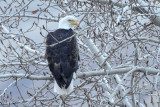 Bald Eagle 0209-2j  Naches River