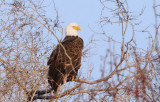 Bald Eagle 0209-1j  Columbia River