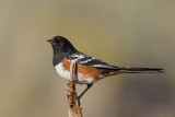 Spotted Towhee 0909-1j  La Pine, OR