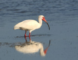 White Ibis  0409-3j  Sanibel