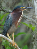 Green Heron  0409-6j  Big Cypress