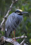 Yellow-crowned Night Heron  0409-4j  Sanibel