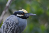 Yellow-crowned Night Heron  0409-3j  Sanibel