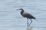 Reddish Egret  0409-2j  Sanibel