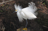 Snowy Egret  0409-2j  Corkscrew Swamp