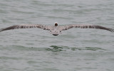 Brown Pelican  0409-2j  Fort Desoto