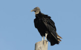 Black Vulture  0409-1j  Big Cypress