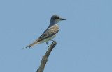 Gray Kingbird  0409-1j  Sanibel
