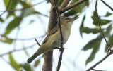 Black-whiskered Vireo  0409-2j  Key Largo