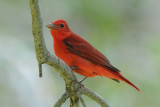 Summer Tanager 0409-1j  Fort Desoto