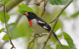 Rose Breasted Grosbeak  0409-2j  Fort Desoto