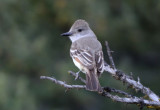 Ash-throated Flycatcher  0610-7j  Yakima Valley