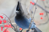 Stellers Jay 1210-1j  Yard