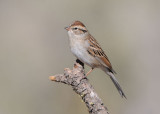 Brewers Sparrow 0910-5j  La Pine, OR