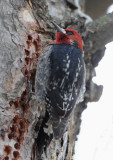 Red-breasted Sapsucker  0211-3j  Randall Park