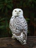 Snowy Owl  1205-12j  Discovery Park
