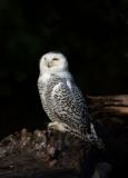 Snowy Owl  1205-4j  Discovery Park