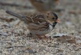 Harriss Sparrow  1205-2j  Popoff trail