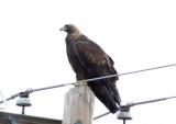 Golden Eagle 0106-1j  YTC