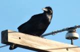 Common Raven 0106-2j  YTC
