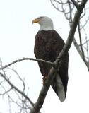 Bald Eagle 0106-2j  Naches River