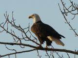 Bald Eagle at Sunset  0106-6j  Naches River