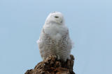 Snowy Owl  0206-5j  Damon Point