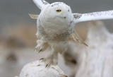 Snowy Owl  0206-10j  Damon Point