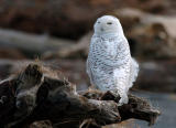 Snowy Owl  0206-15j  Damon Point