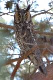Long Eared Owl 0206-7j  Konnowoc Pass
