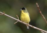 Lesser Goldfinch 0206-1j  Madera Canyon, AZ