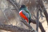 Elegant Trogon 0206-1j  Sonita Creek, AZ