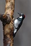 Acorn Woodpecker Female  0206-9j  Ash Canyon, AZ