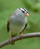 White Crowned Sparrow 0406-4j  Yard