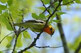 Blackburnian Warbler  0506-5j  Point Pelee