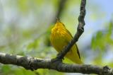 Yellow Warbler 0506-10j  Point Pelee