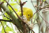Yellow Warbler Building Nest 0506-8j  Point Pelee