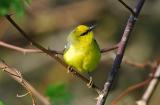 Blue Winged Warbler  0506-1j  Point Pelee