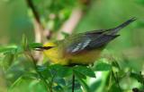 Blue Winged Warbler  0506-2j  Point Pelee