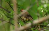 Palm Warbler  0506-2j  Point Pelee