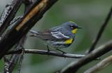 Yellow-rumped Warbler 0506-4j  Mud Lake Road