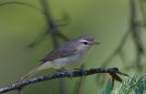 Warbling Vireo 0606-3j  Middle Fork Ahtanum