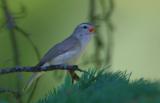 Warbling Vireo 0606-1j  Middle Fork Ahtanum