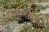 Grey-crowned Rosy Finch Feeding Young  0806-2j  Burroughs Mtn.