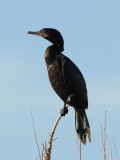 Neotropic Cormorant  0208-1j  Gilbert, AZ