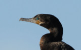 Neotropic Cormorant  0208-2j  Gilbert, AZ