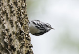 Black and White Warbler  0508-2j  Point Pelee