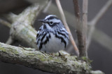 Black and White Warbler  0508-4j  Point Pelee
