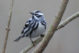 Black and White Warbler 0508-5j Point Pelee